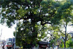 Imakumano-Jinja Shrine